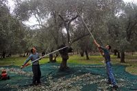 olivenernte 003