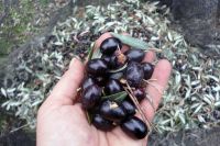 olivenernte 008