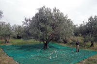 <p>The giant tree with ripe olives</p>
