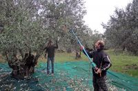 <p>With sticks or small harvesting aids, the olives are beaten from the trees</p>
