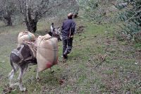 <p>Our donkeys transported up to 160 kg of olives</p>